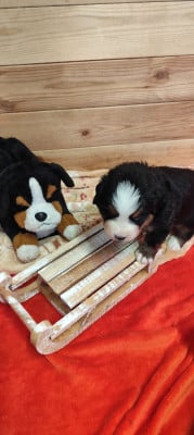 Les chiots de Bouvier Bernois