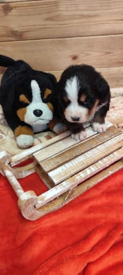 Les chiots de Bouvier Bernois