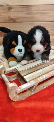 Les chiots de Bouvier Bernois