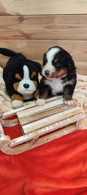 Les chiots de Bouvier Bernois