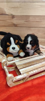 Les chiots de Bouvier Bernois