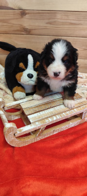 Les chiots de Bouvier Bernois