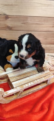 Les chiots de Bouvier Bernois