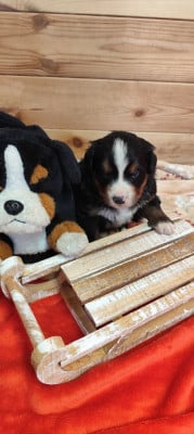 Les chiots de Bouvier Bernois