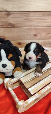 Les chiots de Bouvier Bernois