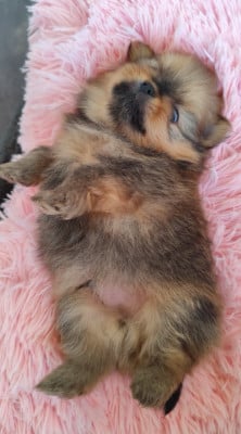 Les chiots de Spitz allemand