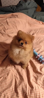 Les chiots de Spitz allemand