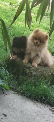Les chiots de Spitz allemand