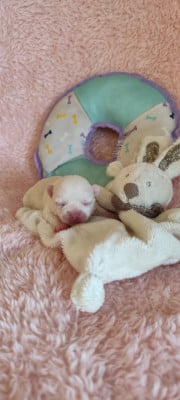 Chiot N°1 - Chihuahua