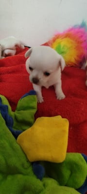 Les chiots de Chihuahua