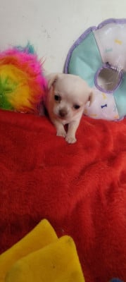 Les chiots de Chihuahua