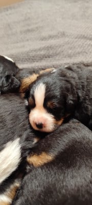 Les chiots de Bouvier Bernois