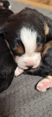 Les chiots de Bouvier Bernois