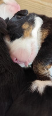 Les chiots de Bouvier Bernois