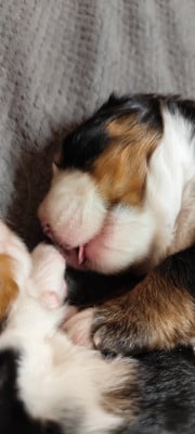 Les chiots de Bouvier Bernois