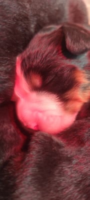 Les chiots de Bouvier Bernois
