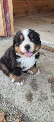 Les chiots de Bouvier Bernois