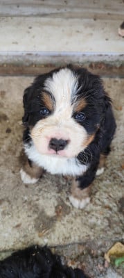 Les chiots de Bouvier Bernois