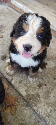 Les chiots de Bouvier Bernois
