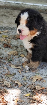 Les chiots de Bouvier Bernois