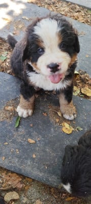 Les chiots de Bouvier Bernois