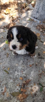 Les chiots de Bouvier Bernois