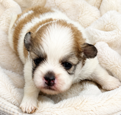 Femelle bicolore - Spitz allemand