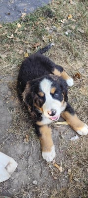 Les chiots de Bouvier Bernois