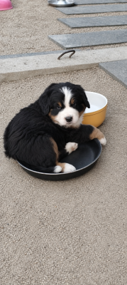 Les chiots de Bouvier Bernois