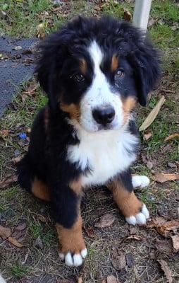 Les chiots de Bouvier Bernois