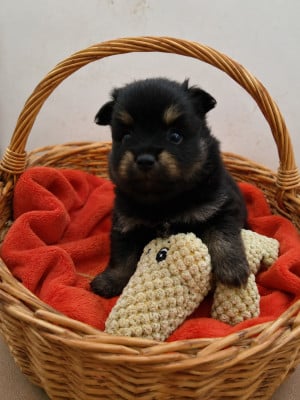 Les chiots de Spitz allemand
