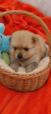 Les chiots de Spitz allemand