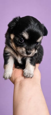 Les chiots de Chihuahua
