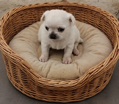 Les chiots de Chihuahua