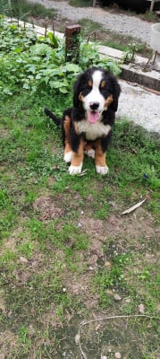 Les chiots de Bouvier Bernois