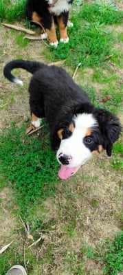 Les chiots de Bouvier Bernois