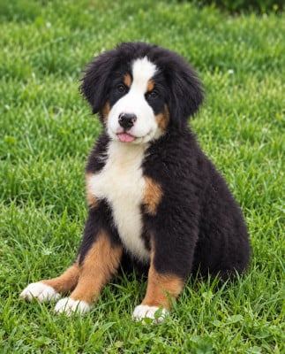 Les chiots de Bouvier Bernois