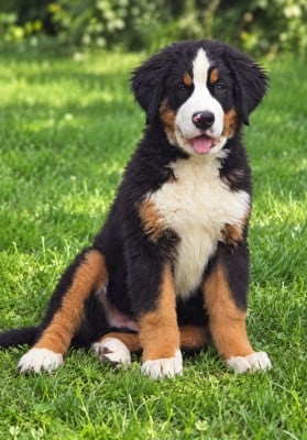 Les chiots de Bouvier Bernois