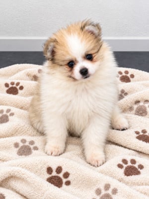 Les chiots de Spitz allemand