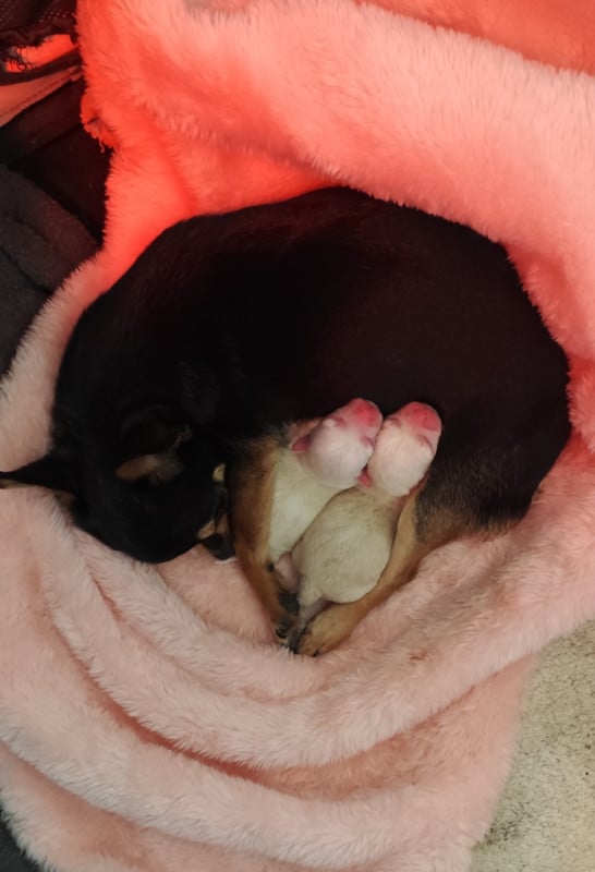 Chihuahua - Des Merveilles De La Nature