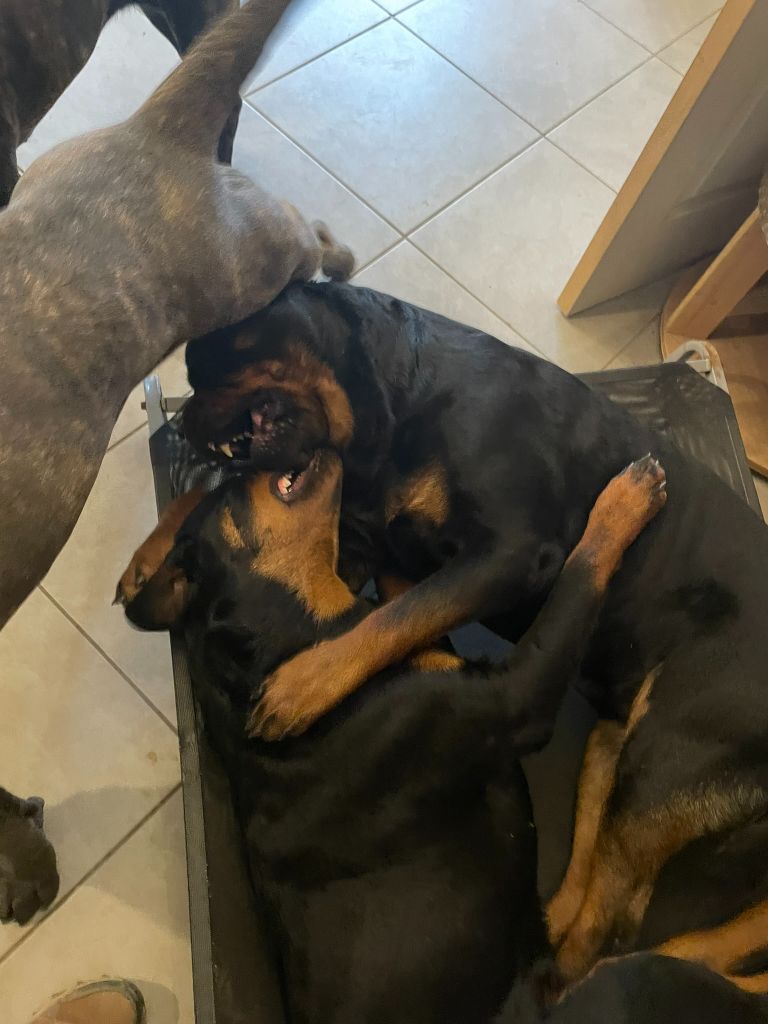 Venus Infinity Love Pei