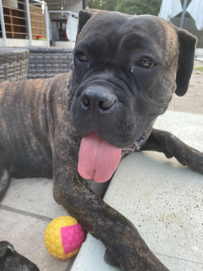 Publication : L'Olympe Des Sentinelles Et Des Cerberes Auteur : moi