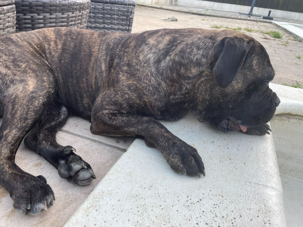 Publication : L'Olympe Des Sentinelles Et Des Cerberes Auteur : moi