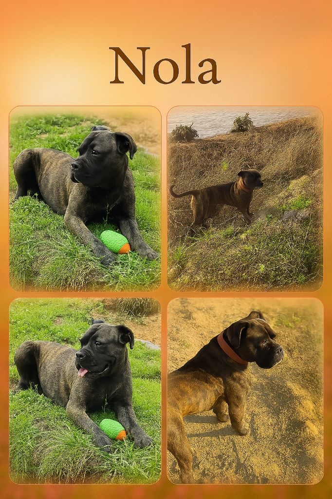 Publication : L'Olympe Des Sentinelles Et Des Cerberes Auteur : moi