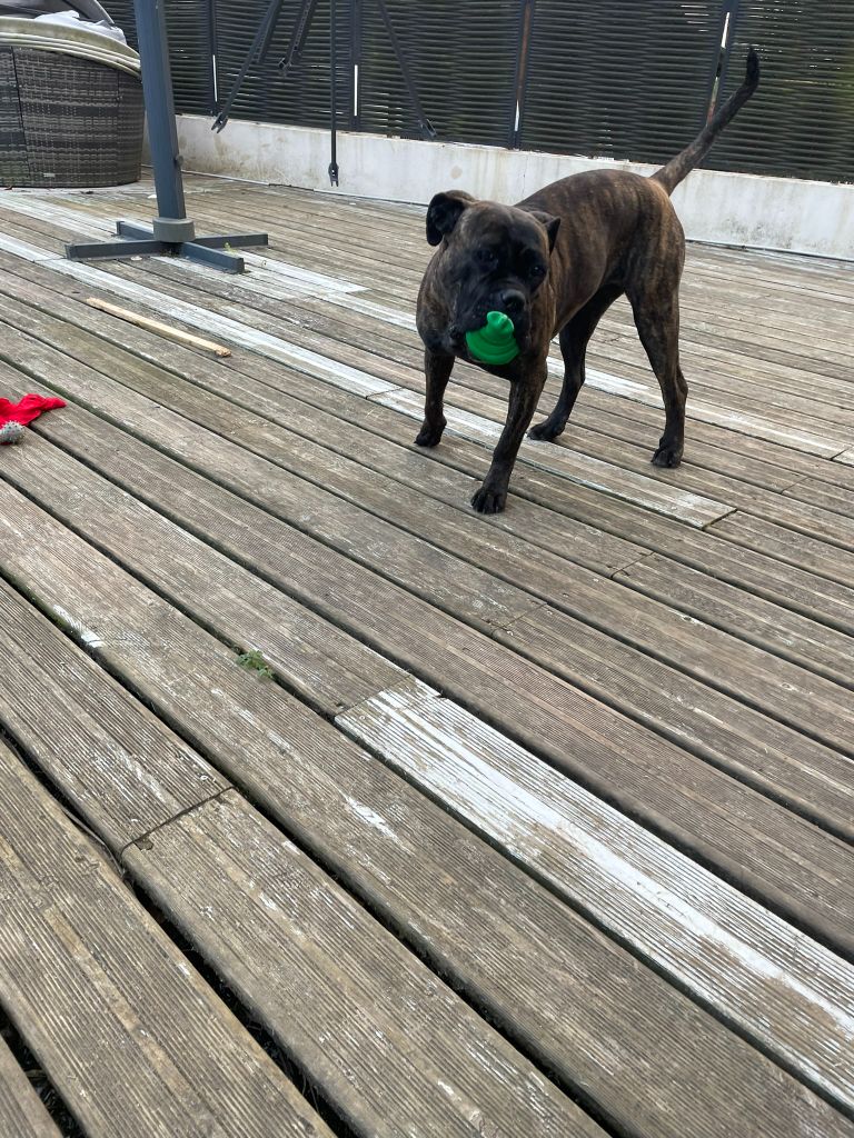 Publication : L'Olympe Des Sentinelles Et Des Cerberes Auteur : moi