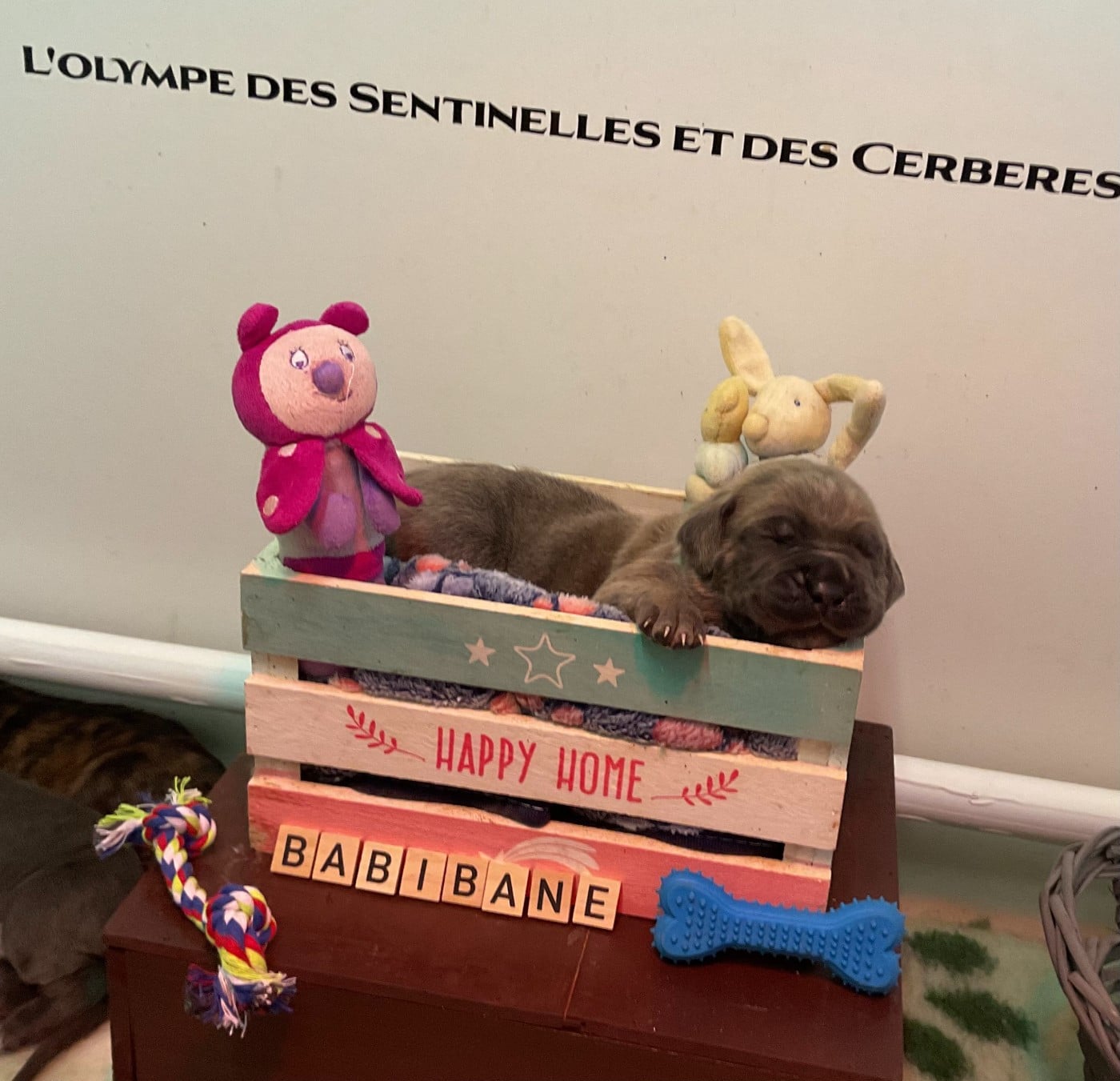 Cane Corso - L'Olympe Des Sentinelles Et Des Cerberes