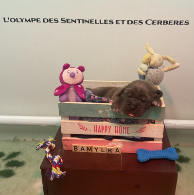Les chiots de Cane Corso