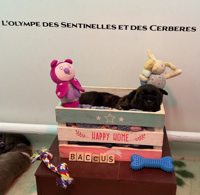 Les chiots de Cane Corso