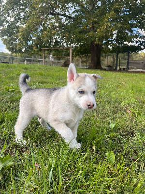 Les chiots de Siberian Husky