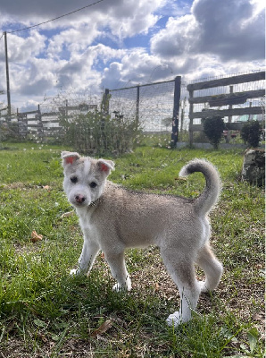 Les chiots de Siberian Husky